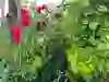 planten in moestuin