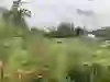 Een van de tuinen uit de pilot